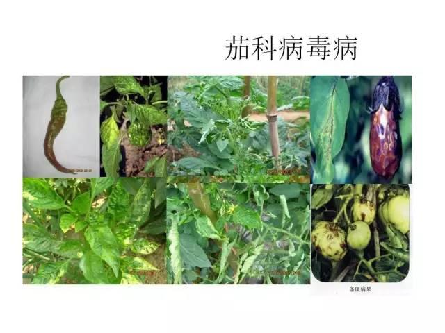 常见 蔬菜 病虫害 高清图谱(一目了然）