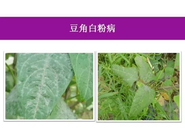 常见 蔬菜 病虫害 高清图谱(一目了然）