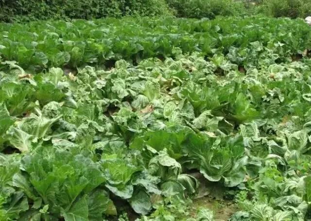 蔬菜根部肿大，是根肿病？还是根结线虫病？