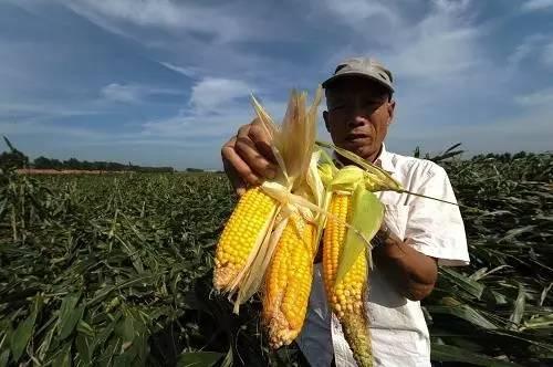 伤心！玉米现状，没有定价权，秋后价格低也得卖！