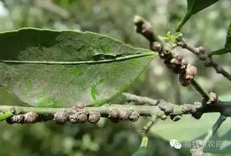 两个小窍门,立马分清病虫害(太珍贵了,收藏慢慢看)