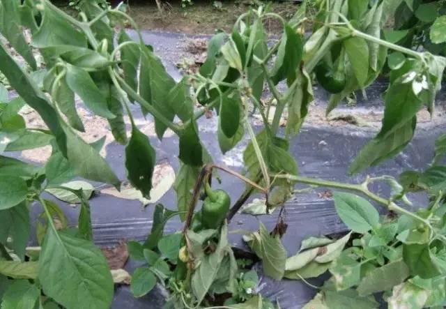 夏季暴雨后,这些蔬菜病害不得不防!