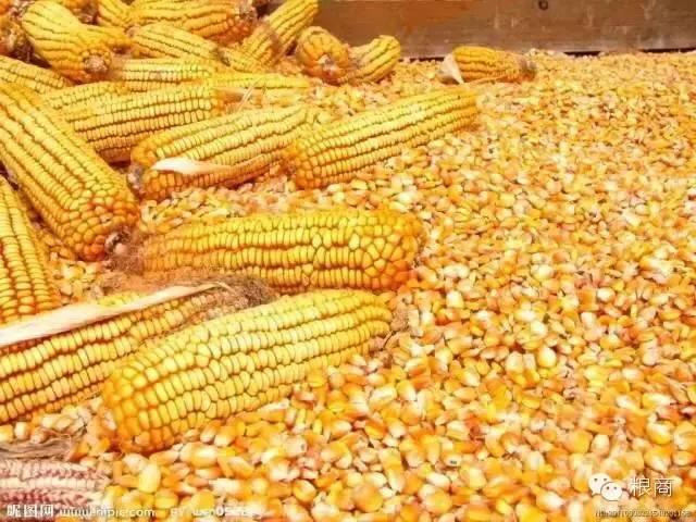 玉米市场中隐藏的惊天大阴谋！