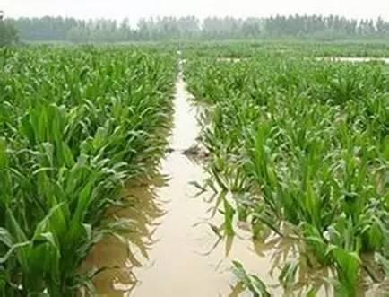 暴风雨后，玉米淹水怎么处理？倒伏后扶不扶？