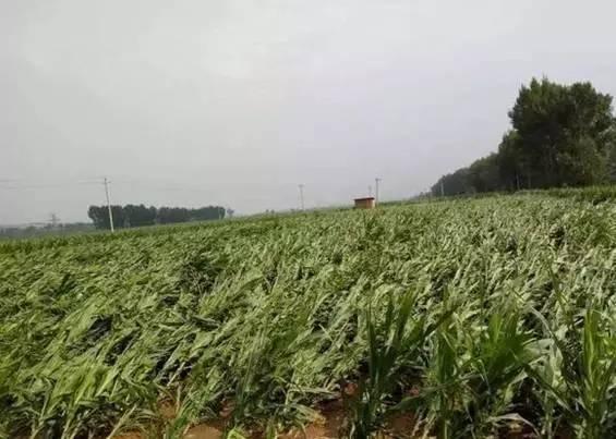 暴风雨后，玉米淹水怎么处理？倒伏后扶不扶？