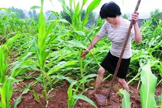 暴风雨后，玉米淹水怎么处理？倒伏后扶不扶？