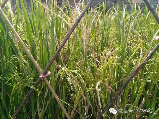 重要！近期农作物主要病虫害防治！