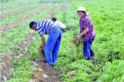 城里人有个农村亲戚的好处——请不要嫌弃他们！