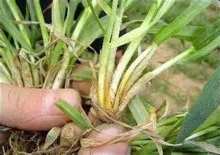 细菌性病害真多，用这些药把它们全部干掉吧