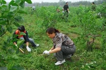 细菌性病害真多，用这些药把它们全部干掉吧
