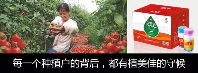 10元2瓶，植美佳营养液卖得那么火，因为谁用谁致富