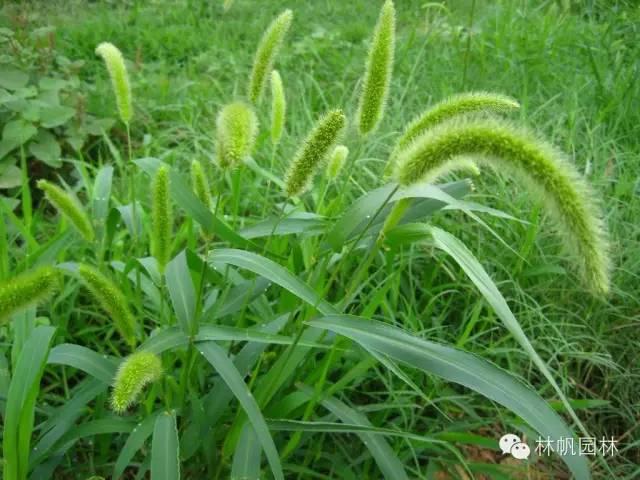玉米田主要杂草及防治（赶紧收藏吧！）
