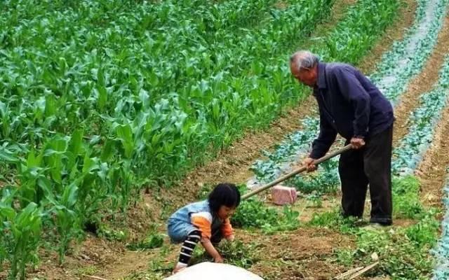 真实的中国农村：谁在种地？