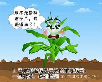 警惕：玉米灰飞虱是玉米粗缩病的最大元凶！