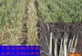 不要妖魔化了，假如没有农药