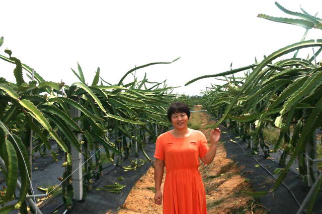 哪个农民没遭过灾 这个种植高手台风后还能赚千万！