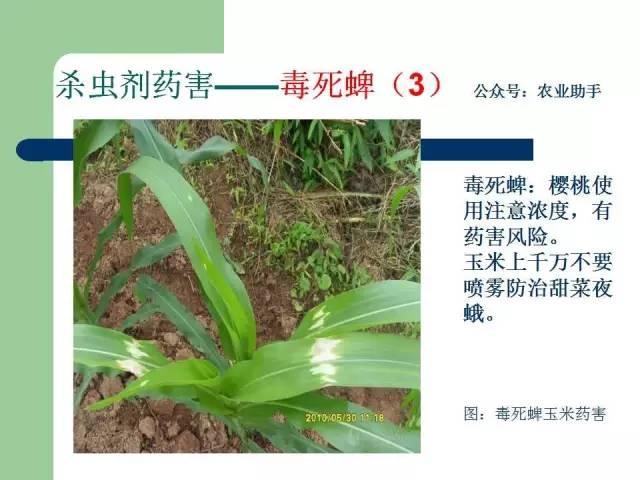 农药药害高清图谱（史上最全版）