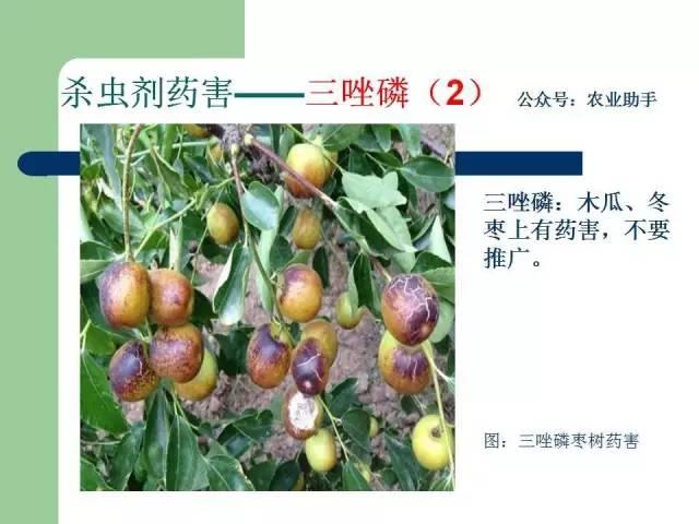 农药药害高清图谱（史上最全版）