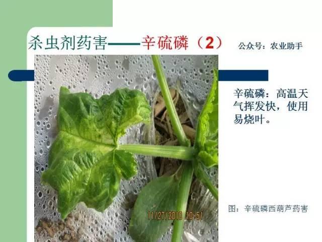 农药药害高清图谱（史上最全版）