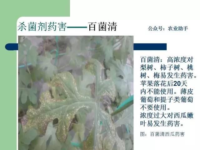 农药药害高清图谱（史上最全版）