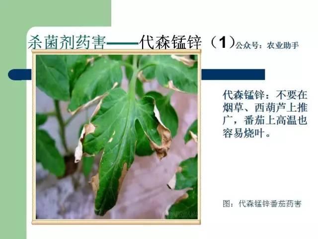 农药药害高清图谱（史上最全版）