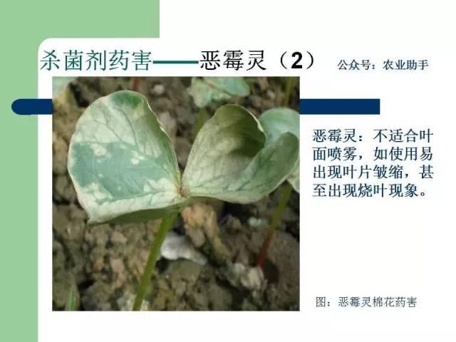 农药药害高清图谱（史上最全版）