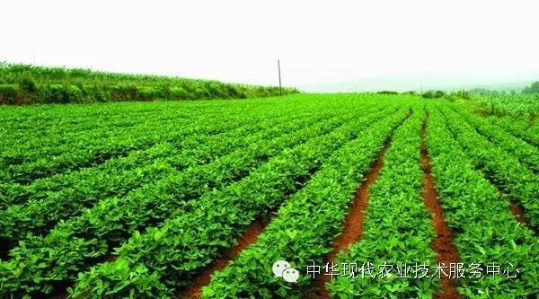 蔬菜喜好，套种、间种精选！