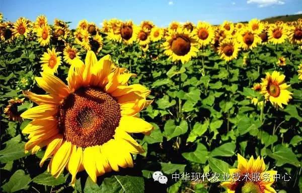 蔬菜喜好，套种、间种精选！