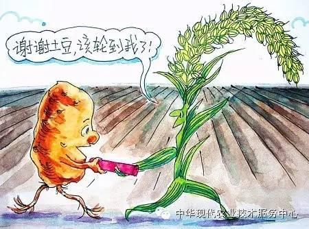 蔬菜喜好，套种、间种精选！