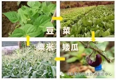 蔬菜喜好，套种、间种精选！