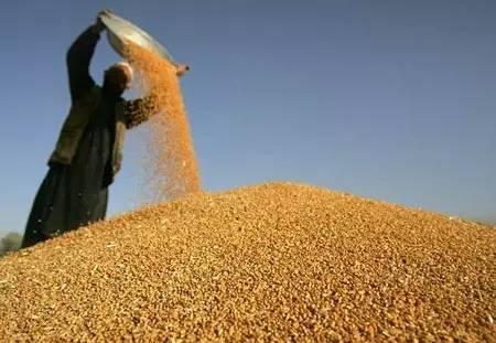 种一亩小麦能挣多少钱？农民又哭了