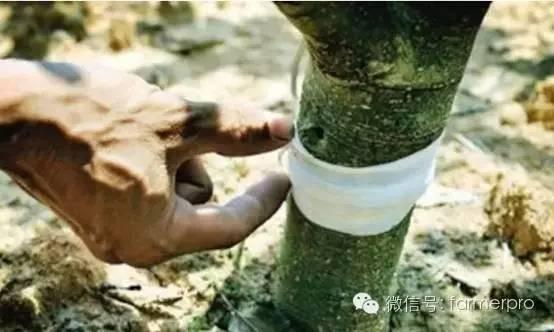 果树夏剪常见方法及注意事项（果树高产必备）