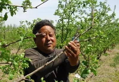 果树夏剪常见方法及注意事项（果树高产必备）
