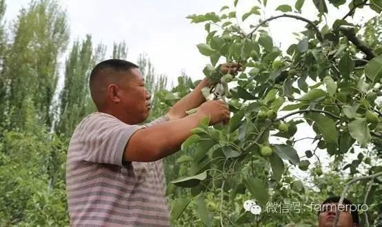 果树夏剪常见方法及注意事项（果树高产必备）