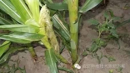 玉米上长了芽子，掰还是不掰？