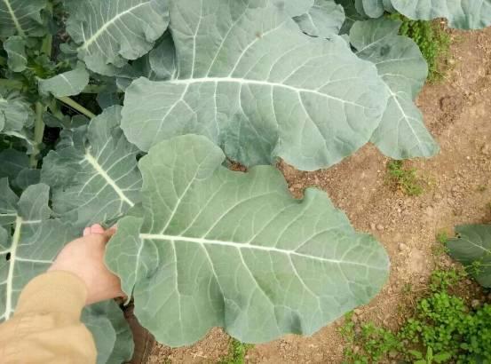 蔬菜长不好，品质低，你施对肥了吗？