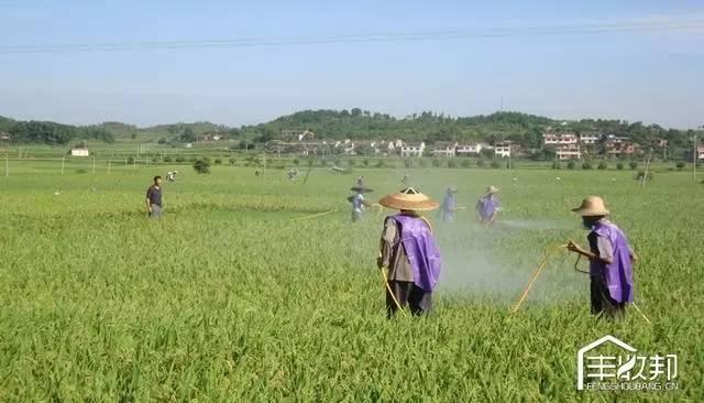 打了那么多年的农药，这些你都不知道？