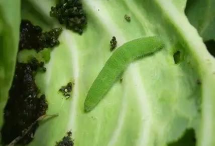 夏季蔬菜主要害虫都在这里!看看怎么防治