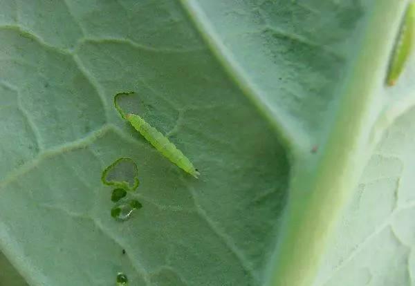 夏季蔬菜主要害虫都在这里!看看怎么防治