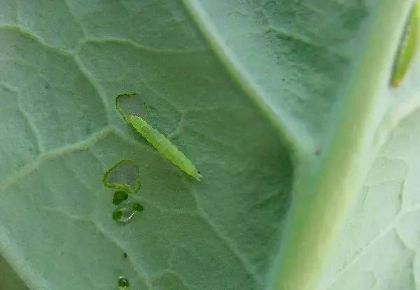 夏季蔬菜主要害虫都在这里！看看怎么防治