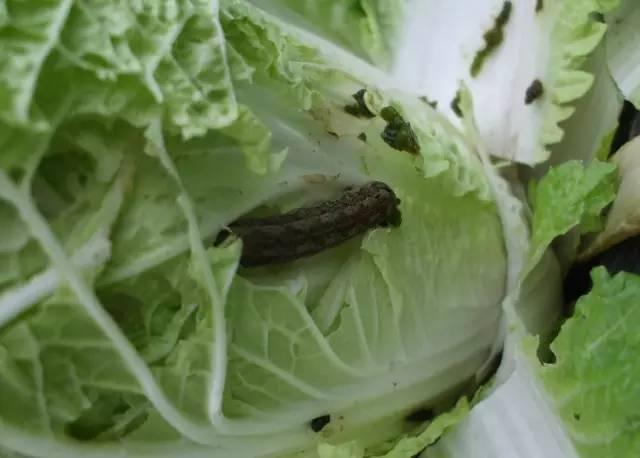 夏季蔬菜主要害虫都在这里!看看怎么防治