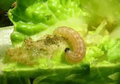 夏季蔬菜主要害虫都在这里!看看怎么防治
