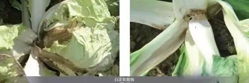 最权威主要作物细菌性病害图谱及防治药剂！