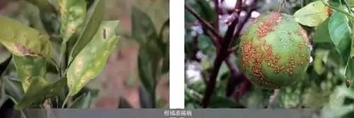 最权威主要作物细菌性病害图谱及防治药剂！