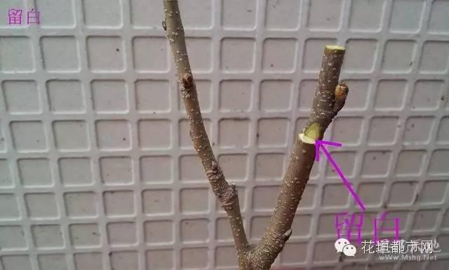 入门级的果树嫁接技术（附图）