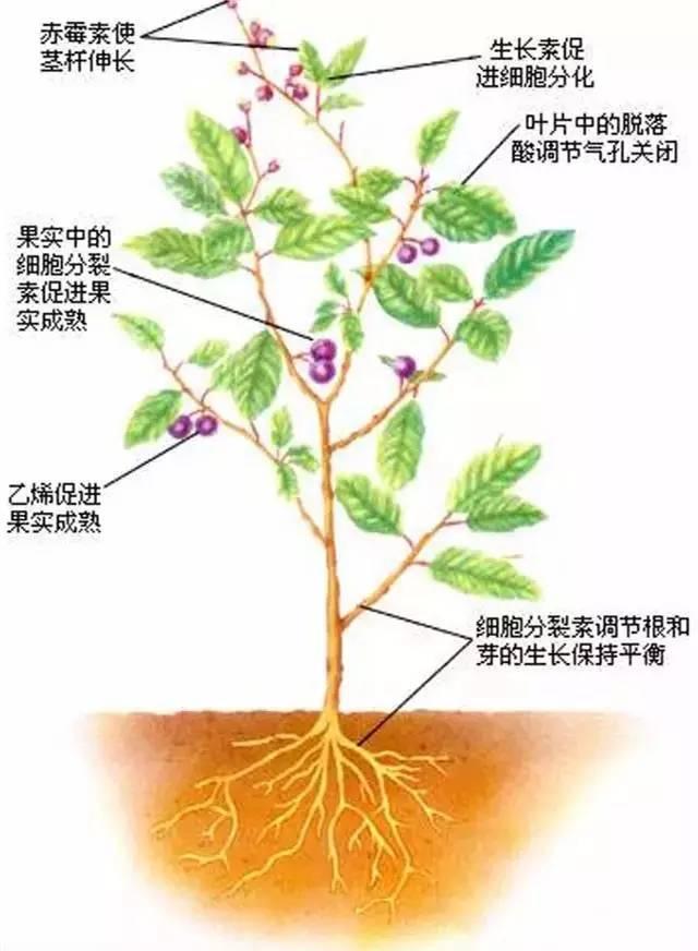 警惕！植物生长调节剂=植物激素？如不正确使用后果很严重