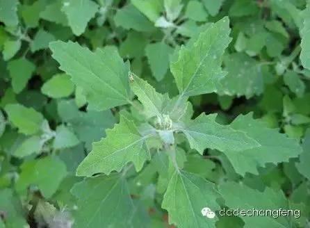 玉米田除草剂使用常识