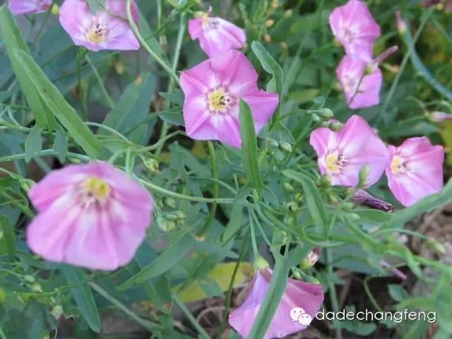 玉米田除草剂使用常识