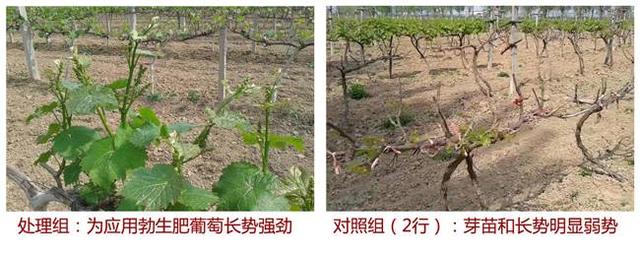 优质葡萄种植诀窍：会施肥，施好肥