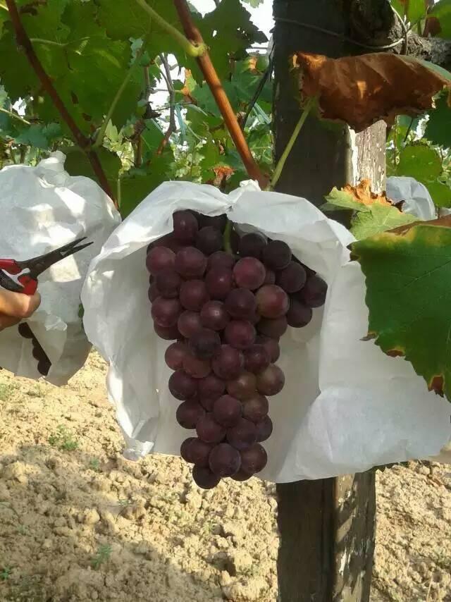 优质葡萄种植诀窍：会施肥，施好肥
